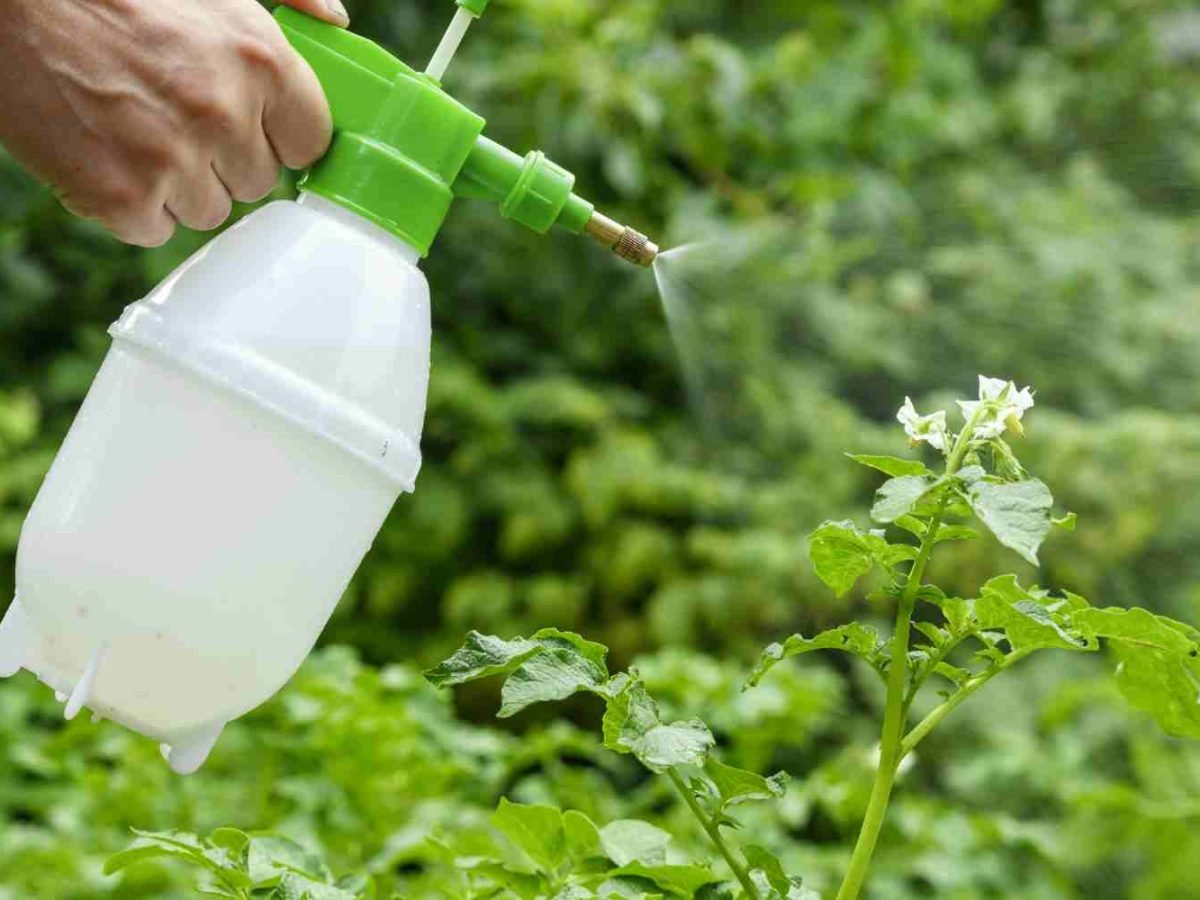 Est-ce que le vinaigre blanc à 20 degrés est efficace pour désherber ?