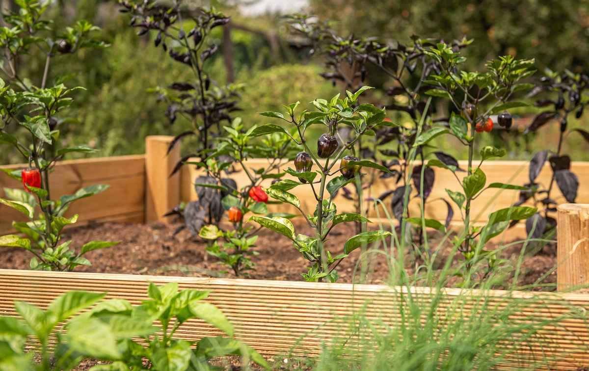 Carré potager en bois durable : essences et dimensions sans traitement Carré potager en bois durable : essences et dimensions sans traitement