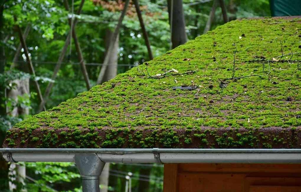 Toit couvert de mousse avec une gouttière en métal, entouré d'arbres