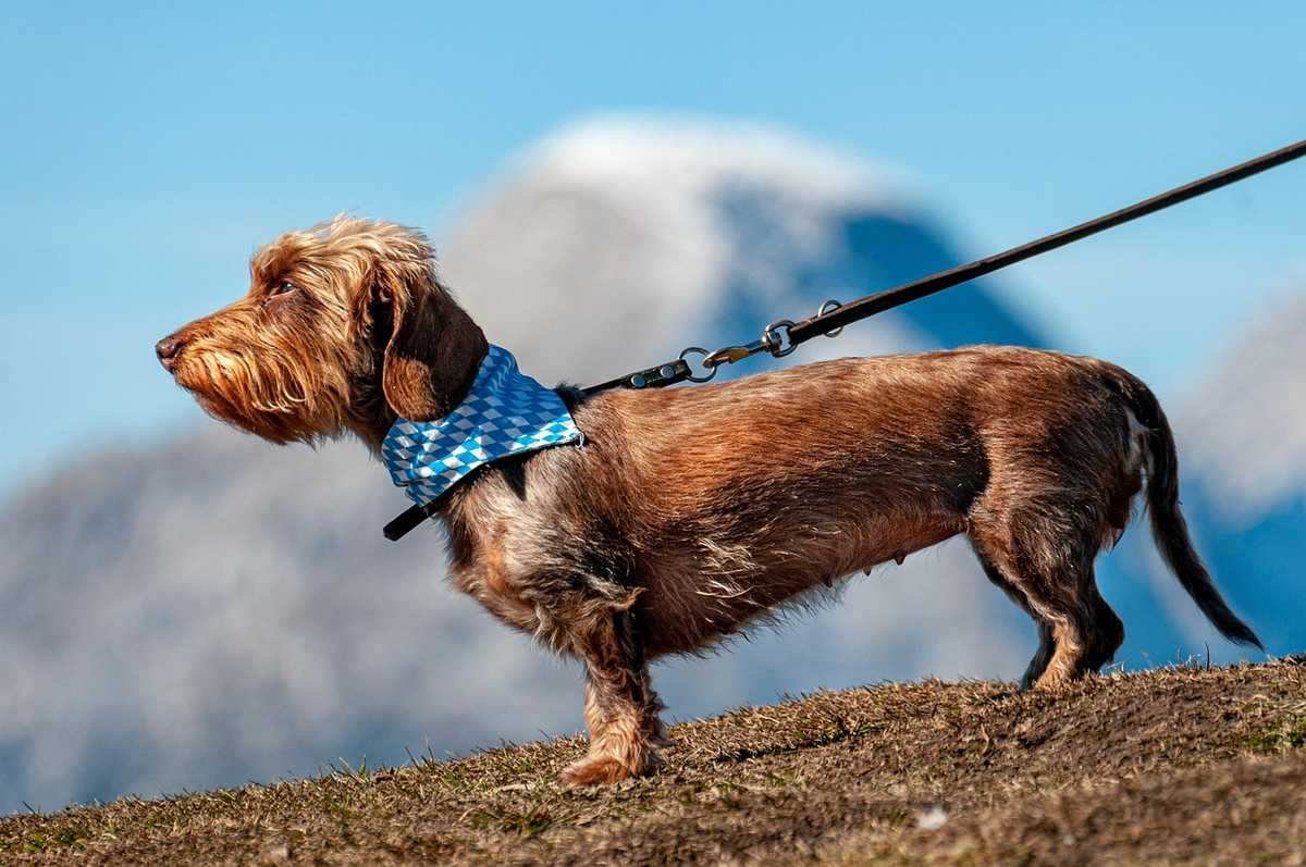 Chien brun sur une colline avec une leine, accessoire bleu autour du cou, paysage montagneux en arrière-plan Chien brun sur une colline avec une leine, accessoire bleu autour du cou, paysage montagneux en arrière-plan